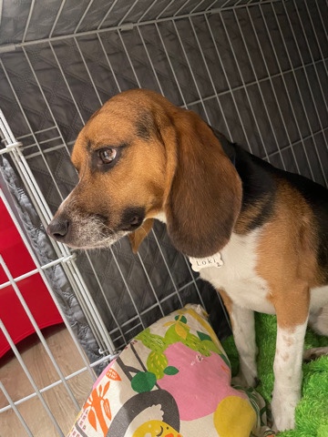 Beagle – lovely beagle