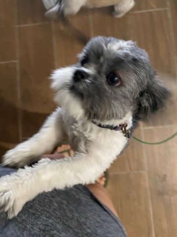 Shih Tzu – shih tzu