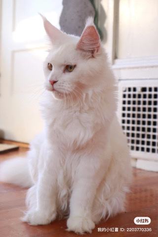 pure bred Maine ****