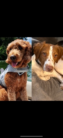Brittany – Brittany/Golden Doodle Puppies for sale
