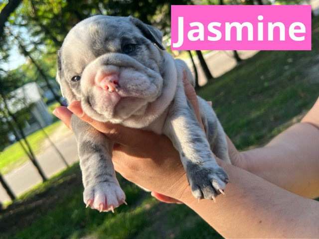 Bulldog – pups need a forever home