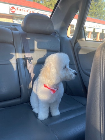 Poodle – miniature poodle