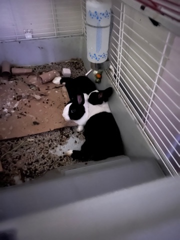 bunny rehome