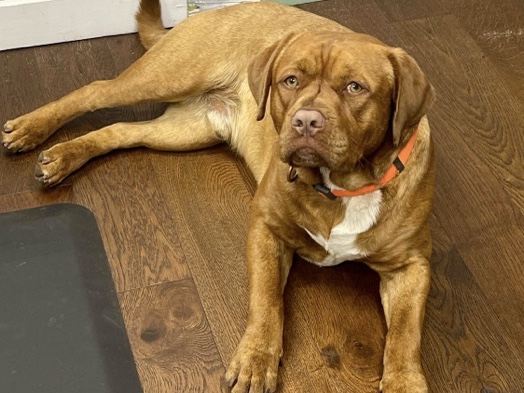 Labrador Retriever – Friendly 2-Year-Old Labrador Retriever Available in Hudson – Hudson