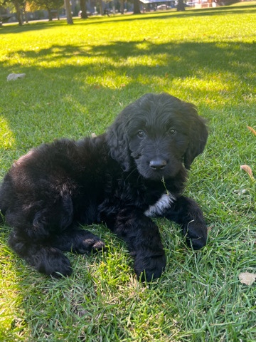 Black Golden Doodle Puppy