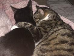 Rehoming 2 cats – Easton