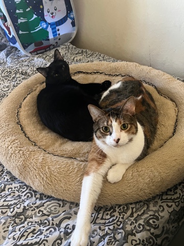 Calico and Bombay Cats