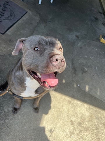 American Pit Bull Terrier – Blue nose pit (rarest color)