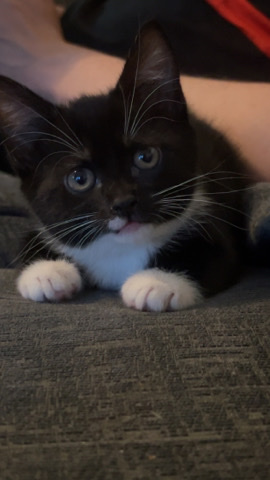 Bombay – 10 week female kitten