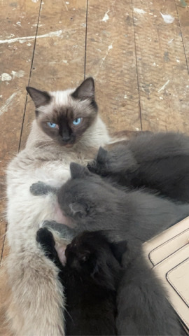 Ragdoll – ragdoll