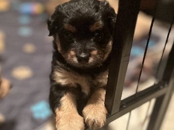 Maltipoo – Maltipoo 😍 – DeSoto