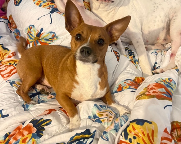 Dachshund – Chiweenie for 75