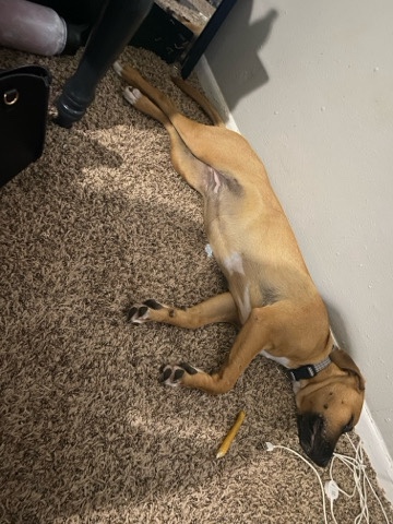 Labrador Retriever – Rehomed