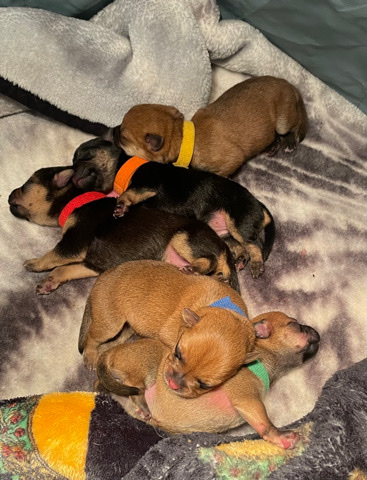 valentine’s puppies for sale