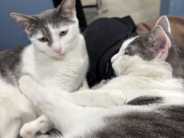 American Shorthair – Sibling Rehome – Gladstone