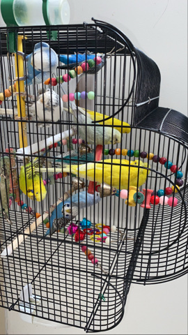 budgies