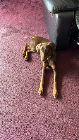 Doberman Pinscher – Female Doberman