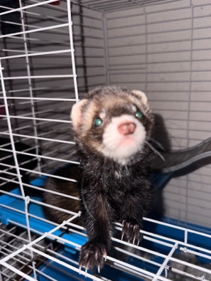 ferret – Single Female Ferret