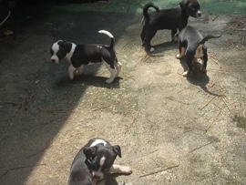 Mixed Breed – free to go home – Stonecrest