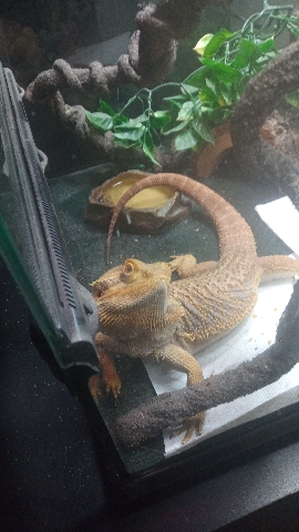 Male bearded dragon
