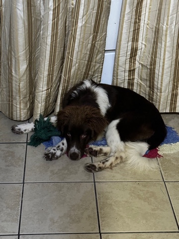 Newfoundland – Newfie needs a family!