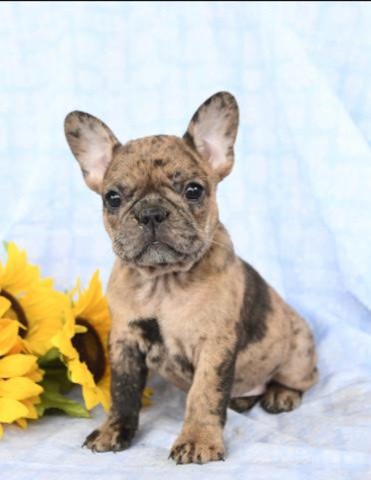 French Bulldog – AKC French Bulldog Eve