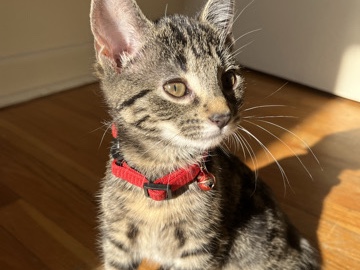 American Shorthair – kitten – Ottawa