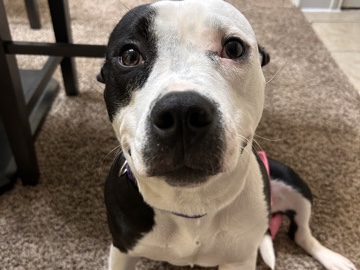 American Pit Bull Terrier – Ivory – Austin
