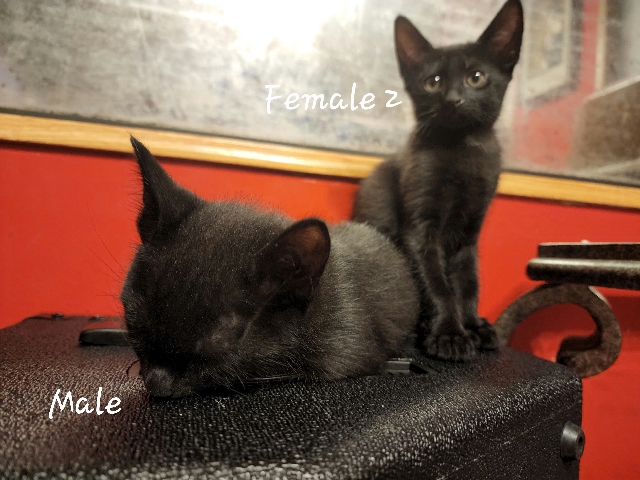 American Shorthair – 3 Kittens & Momma For Sale