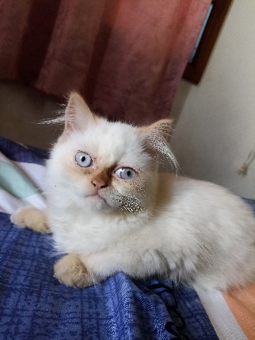Persian (Modern) – Persian kitten