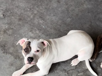 Bull and Terrier – mystique bully/pitbull mix – Las Vegas