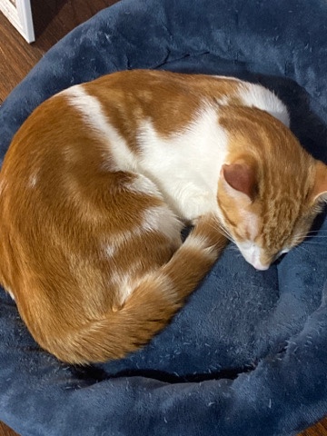 American Shorthair – Will you give me a new home?