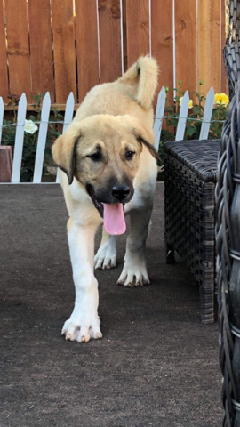 Armenian Gampr dog – adoption