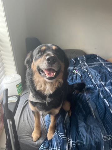 King Shepherd – Maxy Pooh needs a home