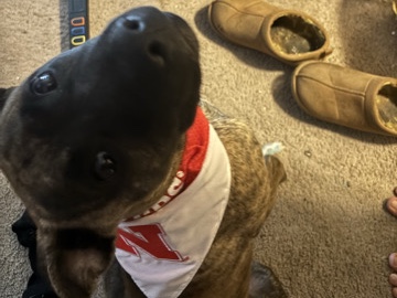 American Pit Bull Terrier – dog for rehoming – Omaha