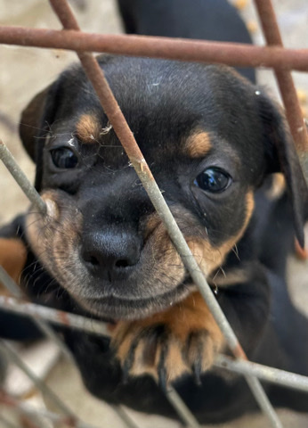 Chihuahua – we need a home
