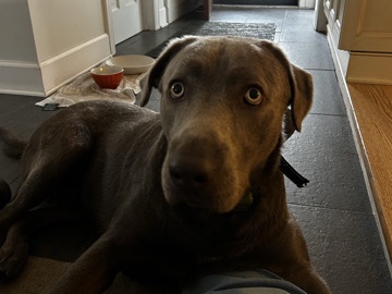 Labrador Retriever – Silver Lab – Winston Salem