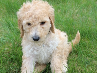 Poodle – Anna Goldendoodle FB1 – Poughkeepsie