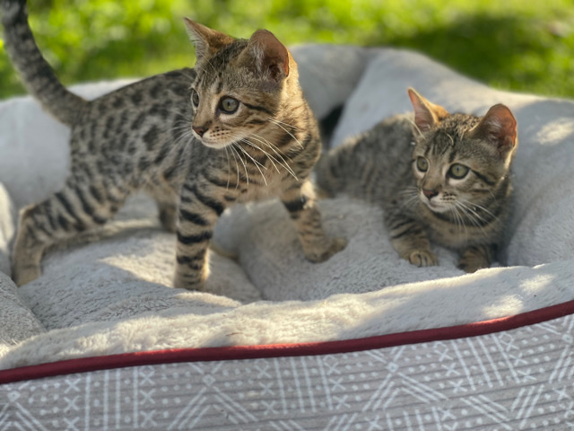 petshome%2Fadverts%2FM4KwJhpkhVXHw1gEEjlU%2Fmain image