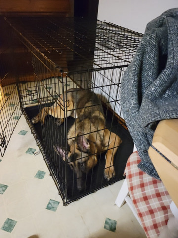 German Shepherd – German shepherd