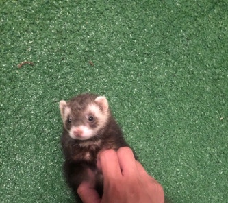 ferret – copito( ferret)
