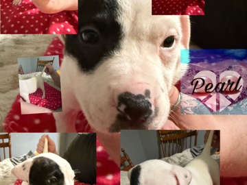 Adorable Mixed Breed Puppies for Sale!(Cane Corso/Blue Nose Pit Bull × Bull Terrier/Whippet) – New York