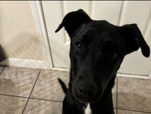 Labrador Retriever – Sweet girl looking for forever home! – Houston