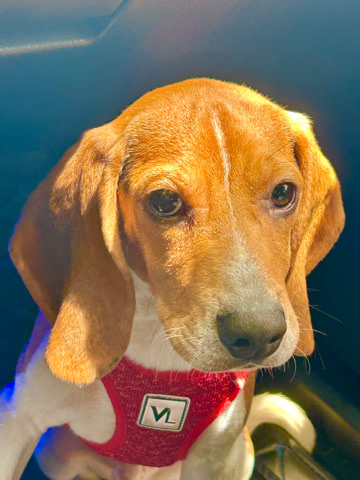 Beagle – Pup for Sale..