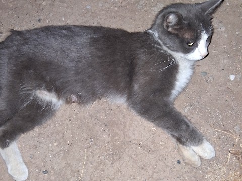 Tuxedo cat – Phoenix