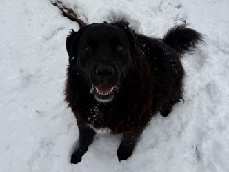 Newfoundland – Kingston Rehome – Charlestown