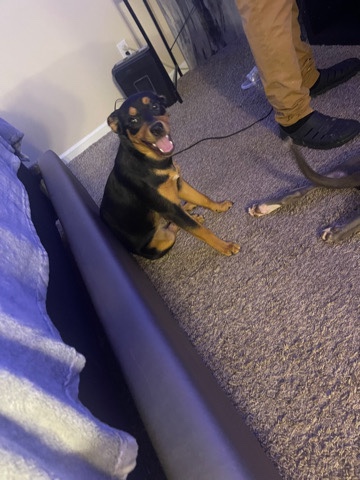 6 months puppy