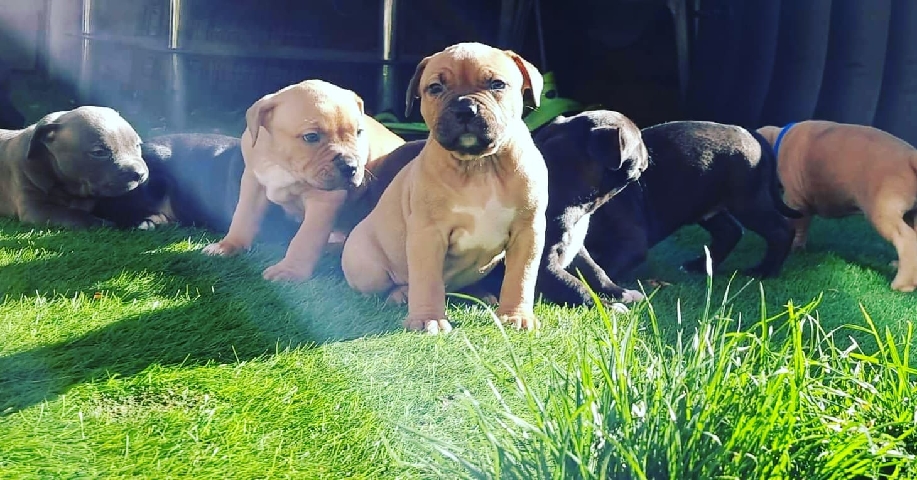 American Staffordshire Terrier – american bully xl