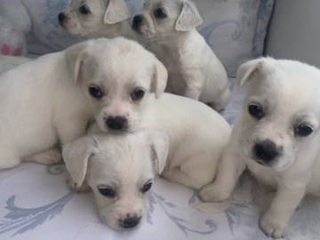 Mixed Breed – frenchie x poodle puppies – Redruth