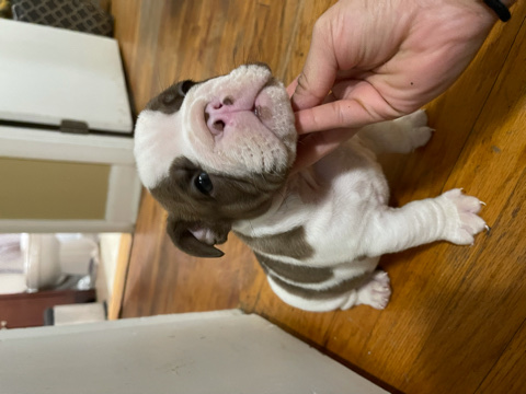 Olde English Bulldogge – English bulldog